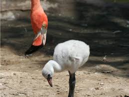 Baby Animals Who Grow Up To Look Totally Different