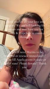 fypシ゚viral #doglovers #labsoftiktok #fyppppppppppppppppppppppp #rescu...