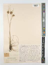 Image result for Pycreus muricatus