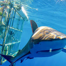 Oahu: Shark Cage Dive on the North Shore | GetYourGuide