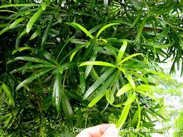 Image result for Lophiocarpus polystachyus