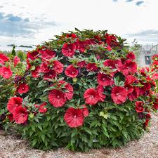 Image result for Hibiscus