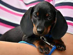 Meet king, a handsome miniature dachshund puppy ready to be part of your world! 8 Questions On Miniature Dachshund Puppy For Sale Uk Pets