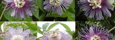 What's in passiflora incarnata herb? Passiflora Species Apricot Vine Maypop Purple Passion Flower Hardy Passion Vine Passiflora Incarnata