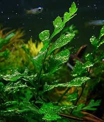 Image result for Phyllanthus bernierianus