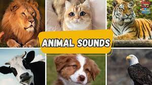درس الحيوانات الأليفة- للصف الأول- علوم- أسماء حيوانات.