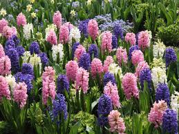 Explore holland bulb farms® variety of quality dutch bulbs. Flowering Bulbs For Fall Planting Diy