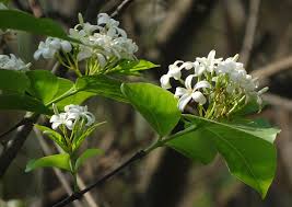 Image result for Holarrhena pubescens