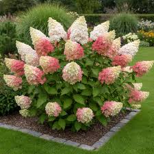 Image result for hydrangea paniculata vanille fraise