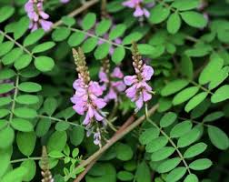 Image result for Indigofera microscypha