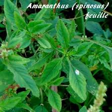 Image result for Amaranthus praetermissus