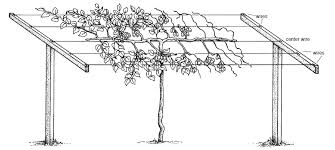 Drop Menu Web Template Kiwi Vine Grape Vine Trellis Growing Grapes