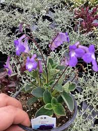 Image result for Streptocarpus leptopus