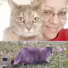 Missing Cat in Denver, Colorado