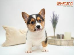 Check spelling or type a new query. Pin On Puppy Friends