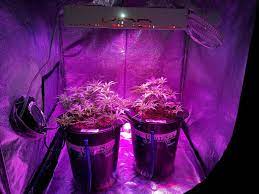 Do you want to choose the best high quality and efficiency led grow lights for growing on the market but don't know which one is the best? Which Led Grow Lights Are Best For Growing Cannabis Grow Weed Easy
