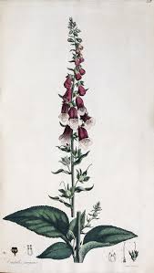 Image result for Digitalis purpurea
