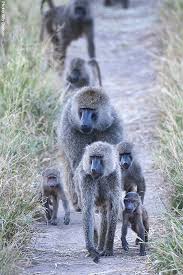 Baboon Baboon Monkey Habitat African Animals