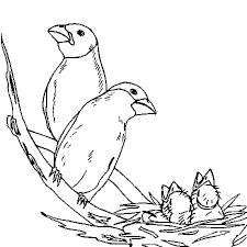 le dessin represente deux oiseaux adultes et oisillons br colorie les branches nid en plusieurs tons de marron coloriage oiseau giganotosaure