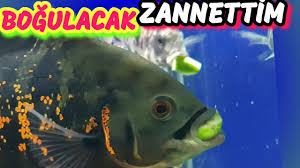 Oscar Baligina Yem Vermeye Korkar Oldum Astronot Baligi Akvaryumu Akvaryum Baliklari Youtube