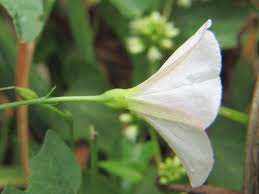 Image result for Convolvulus arvensis