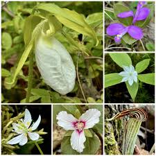 Image result for Rubus chapmanianus