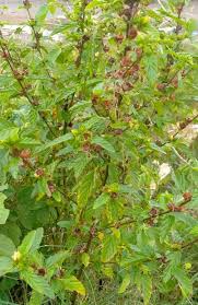 Image result for Sida urens