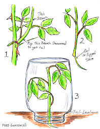 Check spelling or type a new query. Starting A Rose Bush And Other Plants From A Cutting Slip Fred Gonsowski Garden Home