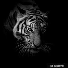 23,203 best black background free video clip downloads from the videezy community. Black White Close Up Face Tiger Isolated On Black Background Wall Mural Pixers We Live To Change