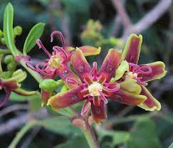 Image result for Periploca