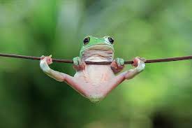 Gymnastics Cute Frogs Cute Animals Green Tree Frog