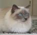 National Birman Fancier