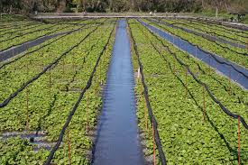 Patience is a virtue with wasabi and the reward of harvesting and grating your own fresh wasabi paste will be all the sweeter for the two years it can take to yield the famously. Yjoofr5aiptdqm
