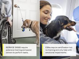 How do you make your dog a service dog. How To Get A Service Dog A Complete Guide Gallant