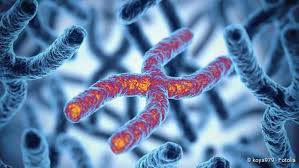 Come get to know us better. Cdn Netdoktor De 55 Chromosom 89420020 Koya979