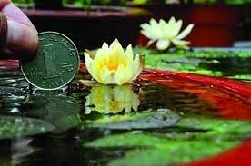 Tiny little lilly pad looking plants. Dwarf And Miniature Water Lilies Container Water Gardens