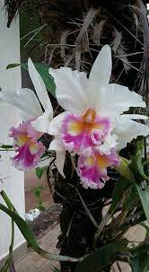 Cymbidium Orchid Cymbidium Orchid Cymbidium Orchids Cattleya Orchid Orchid Flower