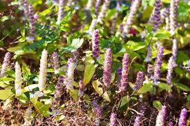 Image result for Platostoma