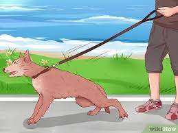 Whatever method you end up using to keep your dog from pulling on the leash the most important thing to remember is that you have to keep your dog motivated. 3 Ways To Stop A Dog From Pulling On Its Leash Wikihow