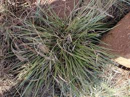 Image result for Tristachya