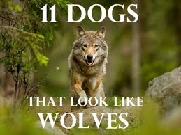 Five questions for the wolf hour writer/director alistair banks griffin 07 december 2019 | filmmaker magazine_director interviews. 11 Dogs That Look Like Wolves Pethelpful By Fellow Animal Lovers And Experts