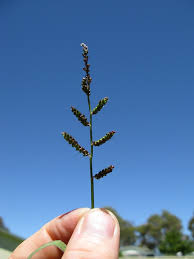 Image result for Echinochloa colona