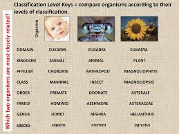 Lesson 24 Classification Systems Ppt Download