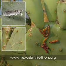 When looking at how to get rid of moths, some homeowners have found that freezing clothes is just as effective as boiling them. Texas Envirothon On Instagram The Cactus Moth Cactoblastis Cactorum Is An Astonishingly Destructive Insect That Poses Plant Leaves Invasive Species Insects