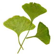 Save 80% buy direct to the public. Pressed Ferns Foliage And Other Botanicals For Sale