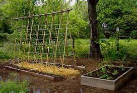 trellis gardening get domain pictures getdomainvids com vegetable garden trellis bamboo trellis garden trellis designs