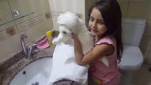 Yavru Kopek Ilk Banyosu Maltese Terrier Youtube