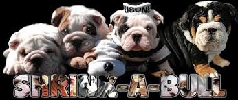 Sweet bull dog pups for sale american kc reg and up to date on shots and deworming. Shrinkabulls Shrink A Bulls French Bulldog Frenchie Puppies For Sale Akc Puppyfinder Rare Mi Bulldog Puppies English Bulldog Puppies English Bulldog Breeders