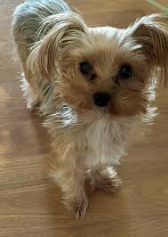 Image result for yorkshire haircut