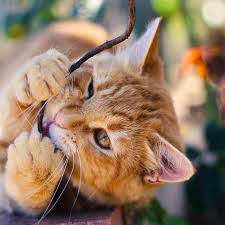 Your cat will chew on cords regardless of their color. Reasons Why Cats Chew And How To Stop It